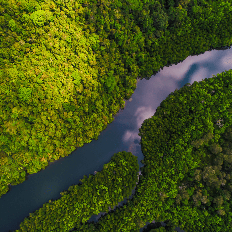 Luftaufnahme des üppigen Amazonas-Regenwaldes mit Flusslauf, nachhaltige Naturkosmetik